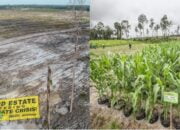 CSIS Kuliti Klaim Gibran Soal Keberhasilan Food Estate: Itu Sawah Palsu