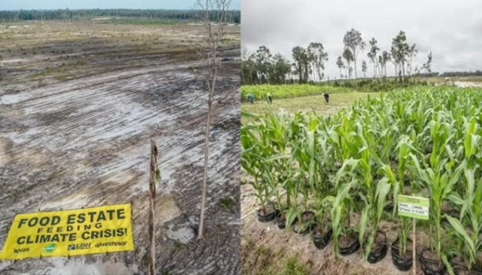 CSIS Kuliti Klaim Gibran Soal Keberhasilan Food Estate: Itu Sawah Palsu