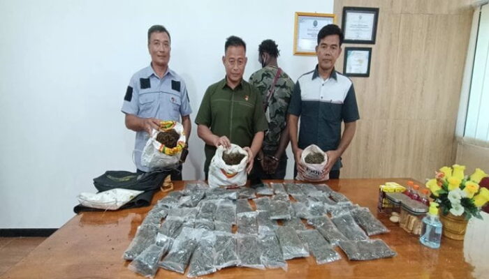 Bawa Ganja, 2 Warga Asing Ditangkap Ditresnarkoba Polda Papua