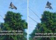 Viral! Daun Diam Tak Bergeming Ketika Salat Idul Fitri, Netizen: Alam Ikut Bertasbih