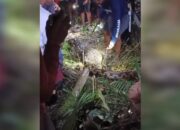 Mengerikan! Lansia di Sidrap Tewas Ditelan Ular Piton Sepanjang 6 Meter