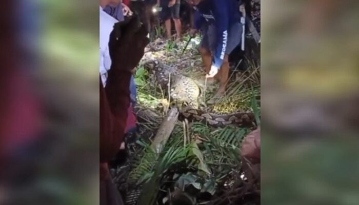 Mengerikan! Lansia di Sidrap Tewas Ditelan Ular Piton Sepanjang 6 Meter