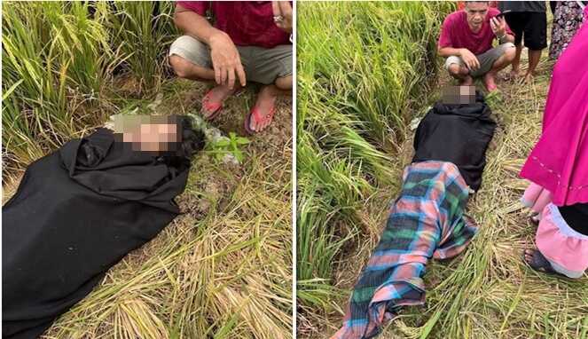 Heboh! Mayat Wanita Terbungkus Sarung Ditemukan di Pematang Sawah Pinrang