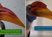 Burung Rangkong Asli ‘Raib’, Pemerhati Curiga Ada Permainan Kotor di Karantina Sulsel
