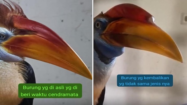 Burung Rangkong Asli ‘Raib’, Pemerhati Curiga Ada Permainan Kotor di Karantina Sulsel