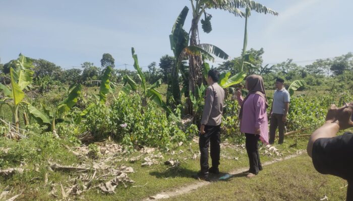 Laporan Pengrusakan Pohon di Barombong Mandek, Polsek Disorot Tak Bernyali?