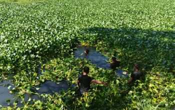 Pria 67 Tahun Tewas di Kanal Batua Raya, Eceng Gondok Hambat Pencarian