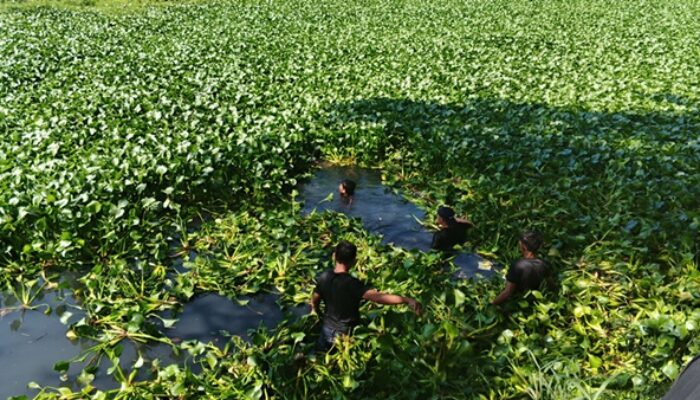 Pria 67 Tahun Tewas di Kanal Batua Raya, Eceng Gondok Hambat Pencarian