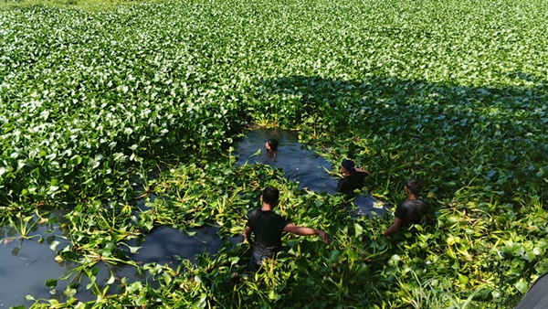 Proses evakuasi pria lansia berinisial RDS (67) yang ditemukan tewas di Kanal Batua Raya, Makassar. Pencarian dan evakuasi korban sempat terkendala rimbunan eceng gondok serta tanaman liar yang memenuhi kanal.